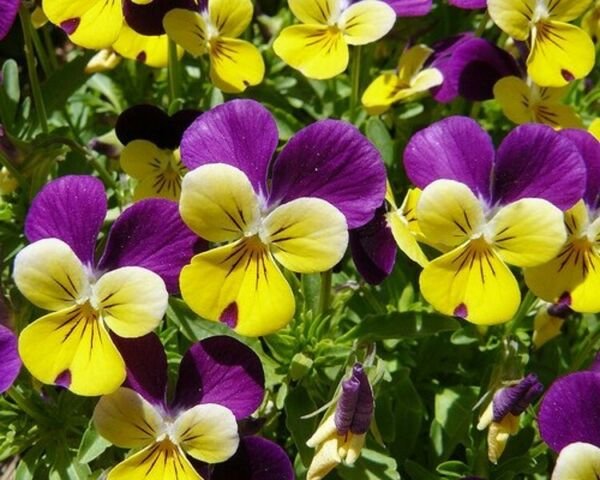 Viola Jump Johnny Cheery Little Faces Are As Delightful As Its Name 250 Mg Seeds Fresh Garden