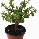 Portulacaria Miracle Spekboom Afra Mini Jade Indoors Or Bonsai Live Plant 4" Pot Fresh Garden