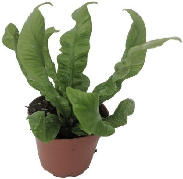 Asplenium Wave Crispy Fern Clean Air Machine Easy Grow House Live Plant 2.5" Pot Fresh Garden