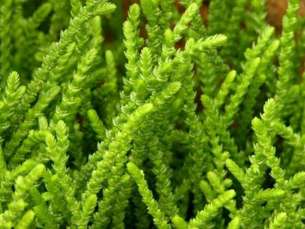 Crassula Princess Muscosa Succulent Pine Indoors Or s Live Plant 2.5" Pot Fresh Garden