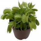 Dionaea Flytrap Venus Bizarre Carnivorous Insectivorous Live Plant 2" Pot Fresh Garden