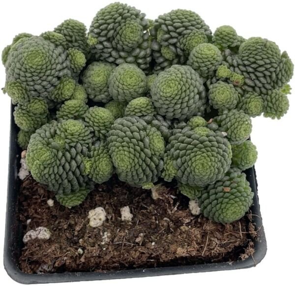 Polyphylla Canarys Monanthes Plump Leaves Fairy House Live Plant 2.5" Pot Fresh Garden