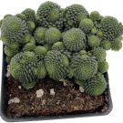 Polyphylla Canarys Monanthes Plump Leaves Fairy House Live Plant 2.5" Pot Fresh Garden