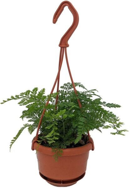 Trichomanoides Blacks Rares Davallias In Out Live Plant 4" Mini Hanging Basket Fresh Garden
