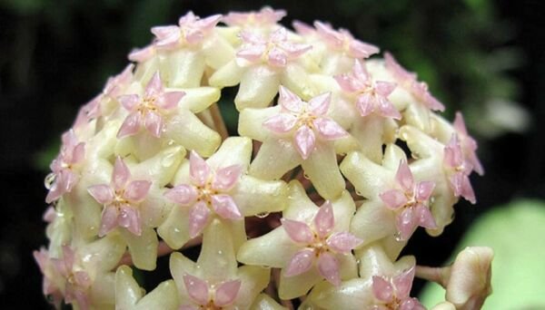 Hoya Macro Rare Macrophylla Wax Star Shaped Indoors Live Plant 4" Hanging Basket Fresh Garden