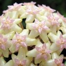 Hoya Macro Rare Macrophylla Wax Star Shaped Indoors Live Plant 4" Hanging Basket Fresh Garden