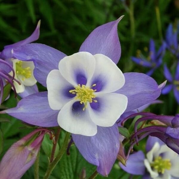 Rockys Columbine Blue Mountains Features Large Upwards Facing Seeds - 150 mg Fresh Garden