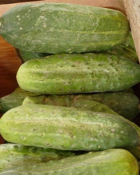 Cucumber Pickles Homemade Excellent Disease Resistance Very High Yields 50 Seeds Fresh Garden