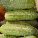 Cucumber Pickles Homemade Excellent Disease Resistance Very High Yields 50 Seeds Fresh Garden