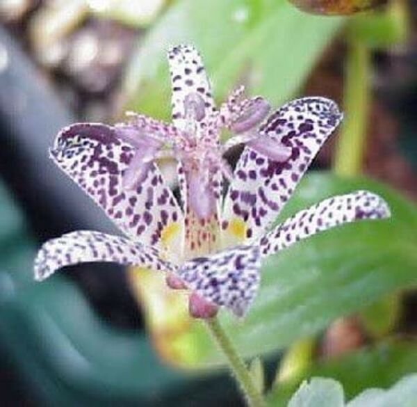 Tricyrtis Hirta Lilys Toads One Of The Most Unique Flowering Perennials 20 Seeds Fresh Garden