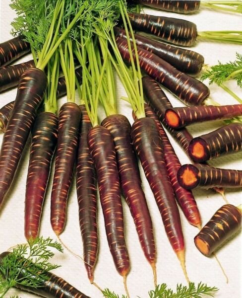 Carrot Hazes With A Deep Purple Exteriors Color Smooth And Taper Roots 100 Seeds Fresh Garden