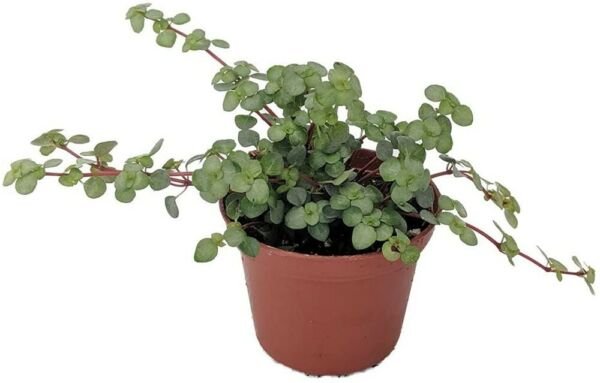 Pilea Blue Babys Tears Biblical Glauca Jobs Easy To Grow House Live Plant 4" Pot Fresh Garden