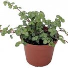Pilea Blue Babys Tears Biblical Glauca Jobs Easy To Grow House Live Plant 4" Pot Fresh Garden
