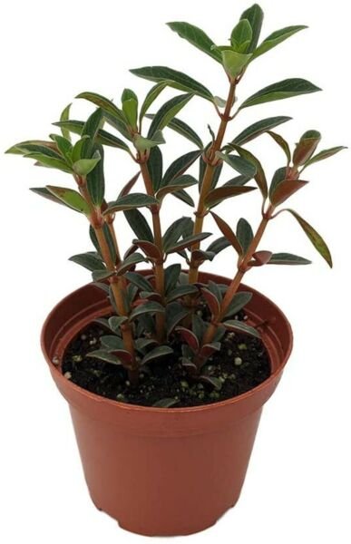 Rubella Red Peperomia Trailing Easy Grow Succulent In Out Live Plant 3.7" Pot Fresh Garden