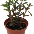 Rubella Red Peperomia Trailing Easy Grow Succulent In Out Live Plant 3.7" Pot Fresh Garden