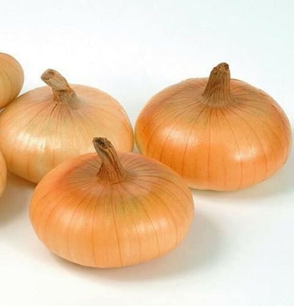 Onions Gold Cipollinis Coins Mini Semis Sweet Flat Shaped Current Rage 250 Seeds Fresh Garden