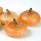 Onions Gold Cipollinis Coins Mini Semis Sweet Flat Shaped Current Rage 250 Seeds Fresh Garden