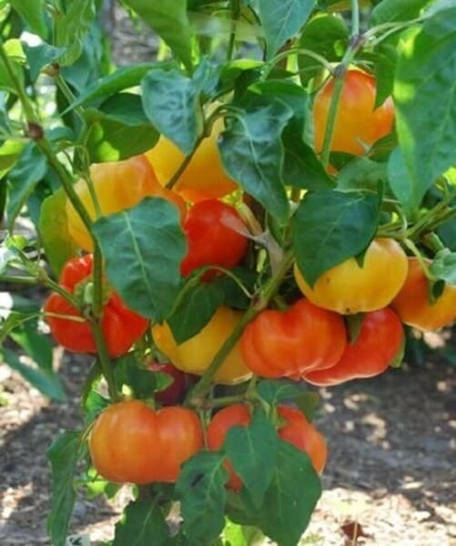 Pepper Paprika Alma Easy To Grow Great Drying Prolific Thick Walled 20 Seeds Fresh Garden