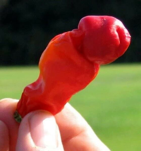 Chilis Pepper Brights Red Twisted Ropys Textures Makes Delicious Powder 10 Seeds Fresh Garden