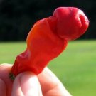 Chilis Pepper Brights Red Twisted Ropys Textures Makes Delicious Powder 10 Seeds Fresh Garden