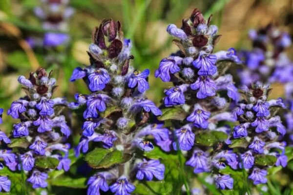 Ajugas Bugleweed Carpet Repens Evergreen Perennial Basals Leaves 50 Seeds Fresh Garden