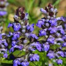Ajugas Bugleweed Carpet Repens Evergreen Perennial Basals Leaves 50 Seeds Fresh Garden