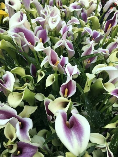 Lily Soft Violet Picasso Mint Cala Green Impressive Purple Flowers 14/16 Cm Bulb Fresh Garden