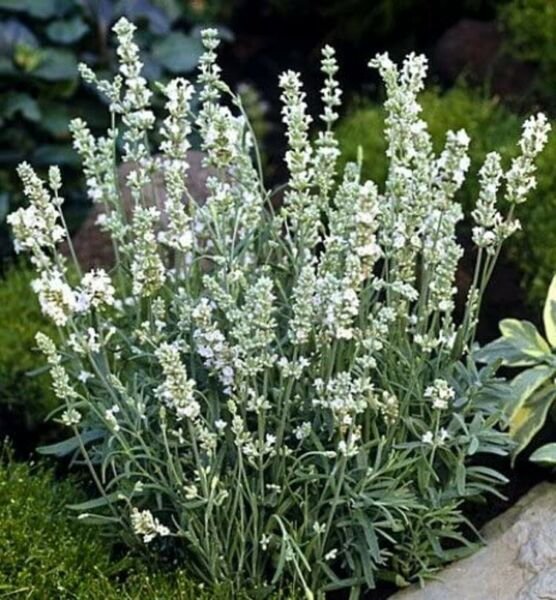 Lavender Lavandulas Ellagance Fragrant Iced White Flowers Herbs Family 20 Seeds Fresh Garden