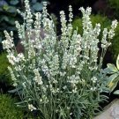 Lavender Lavandulas Ellagance Fragrant Iced White Flowers Herbs Family 20 Seeds Fresh Garden