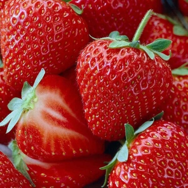 Strawberry Honeoye Extremely Bearing June Red Berrie Bursting Juice 10 Bare Root Fresh Garden