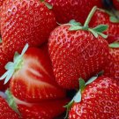 Strawberry Honeoye Extremely Bearing June Red Berrie Bursting Juice 10 Bare Root Fresh Garden