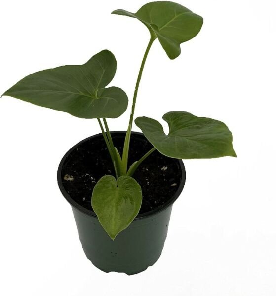 Trending Thaumatophyllum Sheffelera Spruceanum Goeldii Indoors Live Plant 4" Pot Fresh Garden