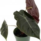 Alocasia African Mask Chantrieri Exotic Leaves Easy Grow House Live Plant 4" Pot Fresh Garden