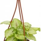 Syngonium Allusion Nepthytis Arrowhead Indoors Live Plant 4" Mini Hanging Basket Fresh Garden