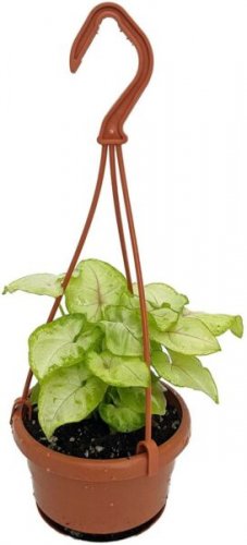 Syngonium Allusion Nepthytis Arrowhead Indoors Live Plant 4" Mini Hanging Basket Fresh Garden