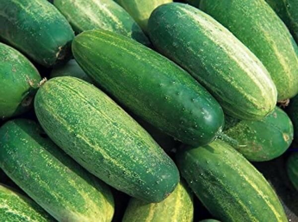 Thin Cucumber Pickling National Easily Picklers Tender Skin Spices Easy 50 Seeds Fresh Garden