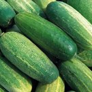 Thin Cucumber Pickling National Easily Picklers Tender Skin Spices Easy 50 Seeds Fresh Garden