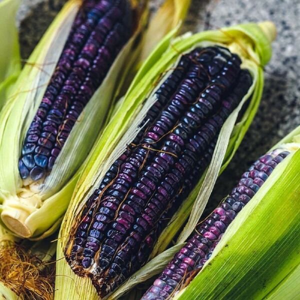 Corn Blue Flour Hopi Zeas Mays Heirloom Tender Annual Widely Adaptable 100 Seeds Fresh Garden