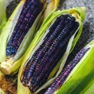 Corn Blue Flour Hopi Zeas Mays Heirloom Tender Annual Widely Adaptable 100 Seeds Fresh Garden