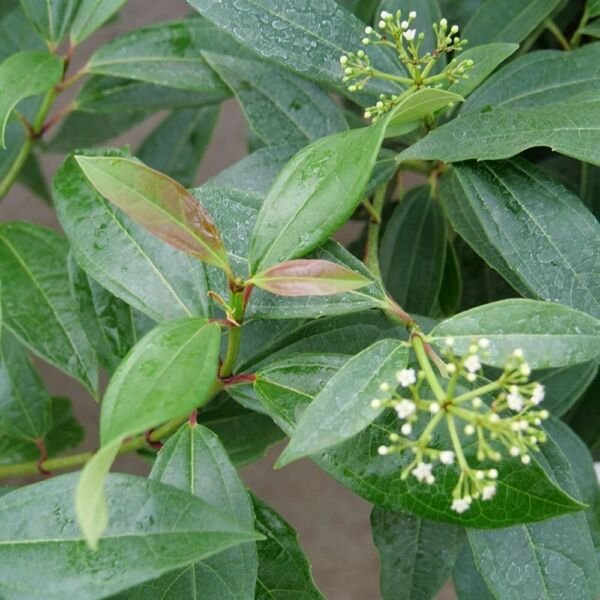 Compacts Bracteatums Shrubs Viburnums Propinquum Hybrid Live Plant 4" Pot Fresh Garden