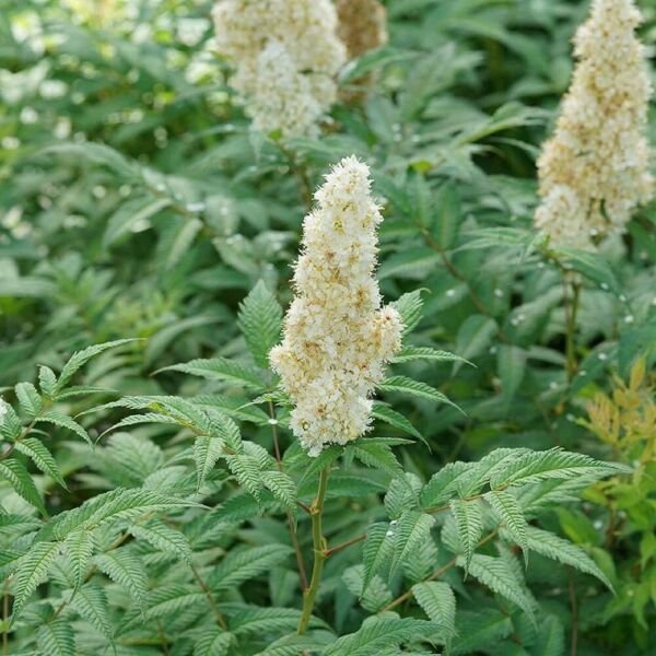 Spiraea Mr Mustard False White Flowers Colorful Foliage Live Plant 4" Pot Fresh Garden