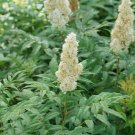 Spiraea Mr Mustard False White Flowers Colorful Foliage Live Plant 4" Pot Fresh Garden