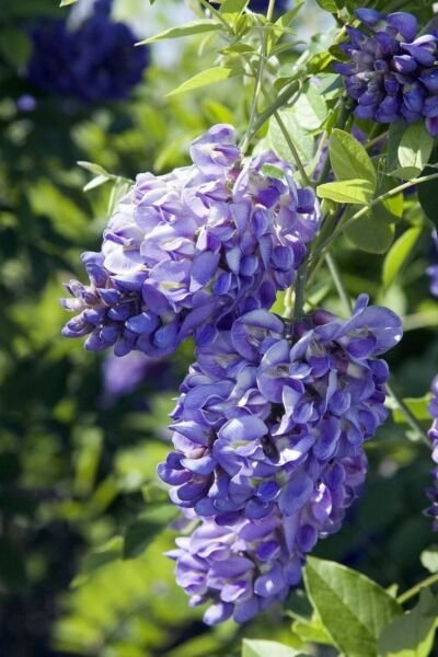 Wisteria Falls Amethyst Vine Double Powder Blue Flowers Live Plant 4" Pot Fresh Garden