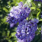 Wisteria Falls Amethyst Vine Double Powder Blue Flowers Live Plant 4" Pot Fresh Garden
