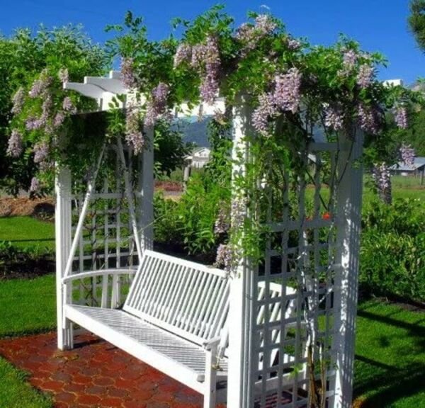 Wisterias Blue Flowers Fragrant Huge Vines Moons Blooms Live Plant 4" Pot Fresh Garden