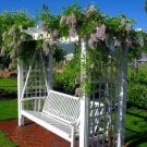 Wisterias Blue Flowers Fragrant Huge Vines Moons Blooms Live Plant 4" Pot Fresh Garden