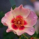 Landscape All Star Ringo Rose Proven Winners Indoors Live Plant 4" Pot Fresh Garden