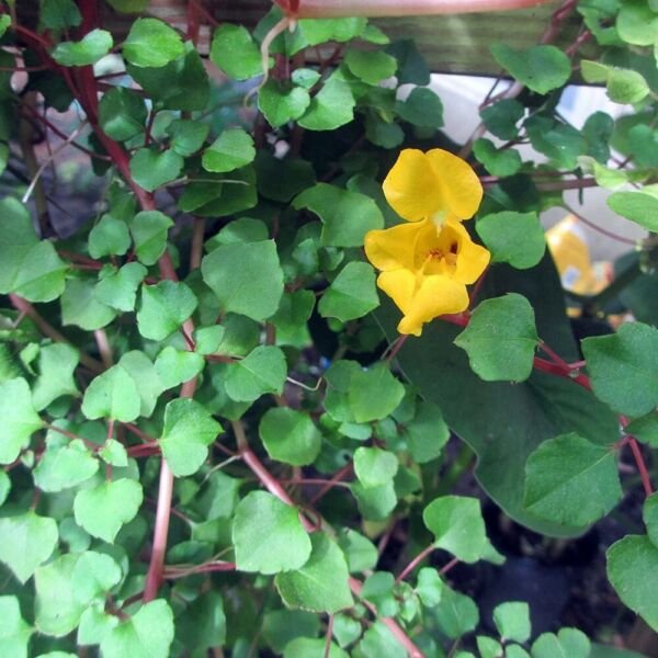 Dragon Impatiens Repens Pretty Vinings Golden Tropical House Live Plant 2.5" Pot Fresh Garden