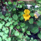 Dragon Impatiens Repens Pretty Vinings Golden Tropical House Live Plant 2.5" Pot Fresh Garden