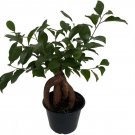 Ginseng Chinese Ficus Tree Large Swollen Trunk House Live Plant Or Bonsai 6" Pot Fresh Garden